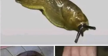 Portada3