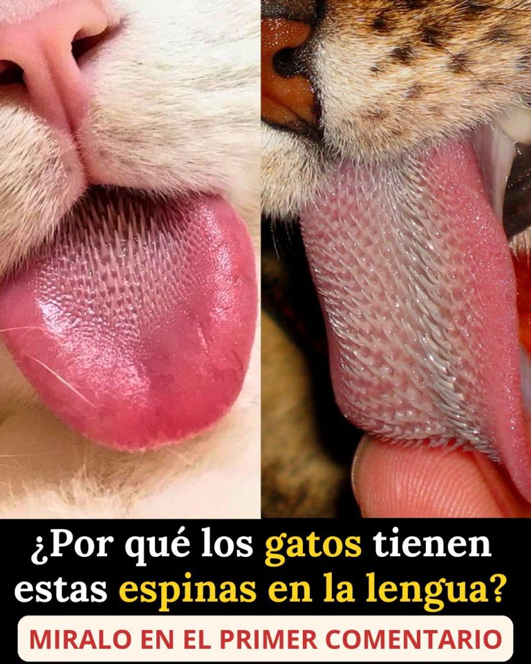 656322261 122157789014973955 7264166647718737589 n 768x960 21